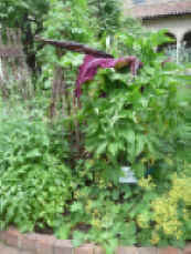 P1010373.jpg (651262 bytes)