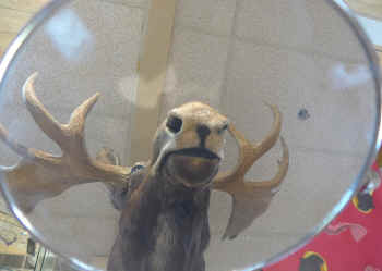 P1010886.jpg (287478 bytes)