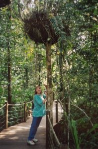 009nestfern.jpg (23103 bytes)