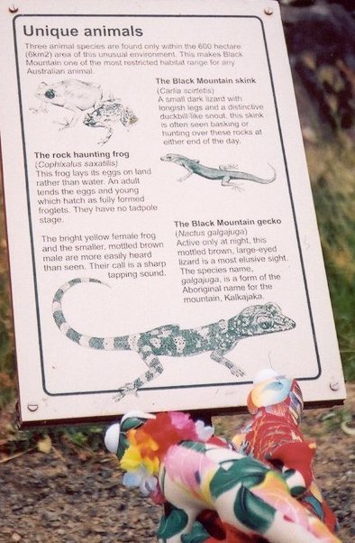 303strangelizards.jpg (65813 bytes)