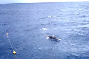 06menke.jpg (13098 bytes)