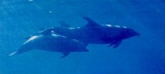 19thdolphins.jpg (3893 bytes)