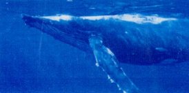19thwhale.jpg (7725 bytes)