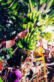 bannanakk.jpg (24123 bytes)