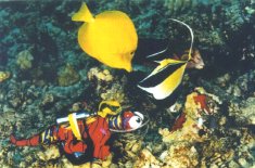 kinidivefish.jpg (15288 bytes)