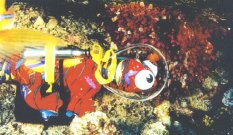 kinioctopus2.jpg (13821 bytes)