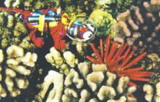 kinipencilurchin.jpg (16252 bytes)