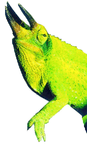 sly.gif (22379 bytes)