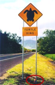turtlecrossing.jpg (14778 bytes)