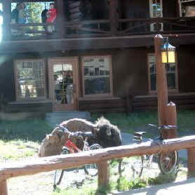 057buffalobikesbackdooroldfaithfullodge.jpg (19579 bytes)